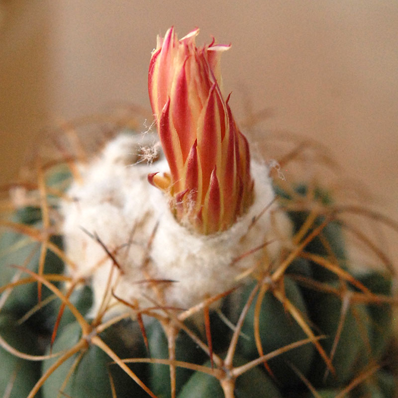 cactus x antique pot