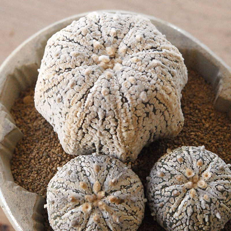 cactus x antique pot