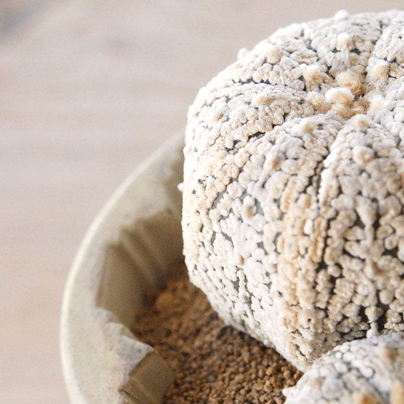 cactus x antique pot