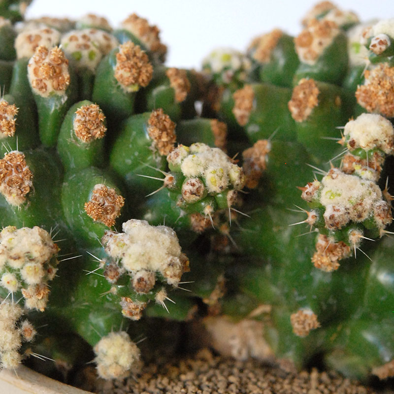 cactus x antique pot