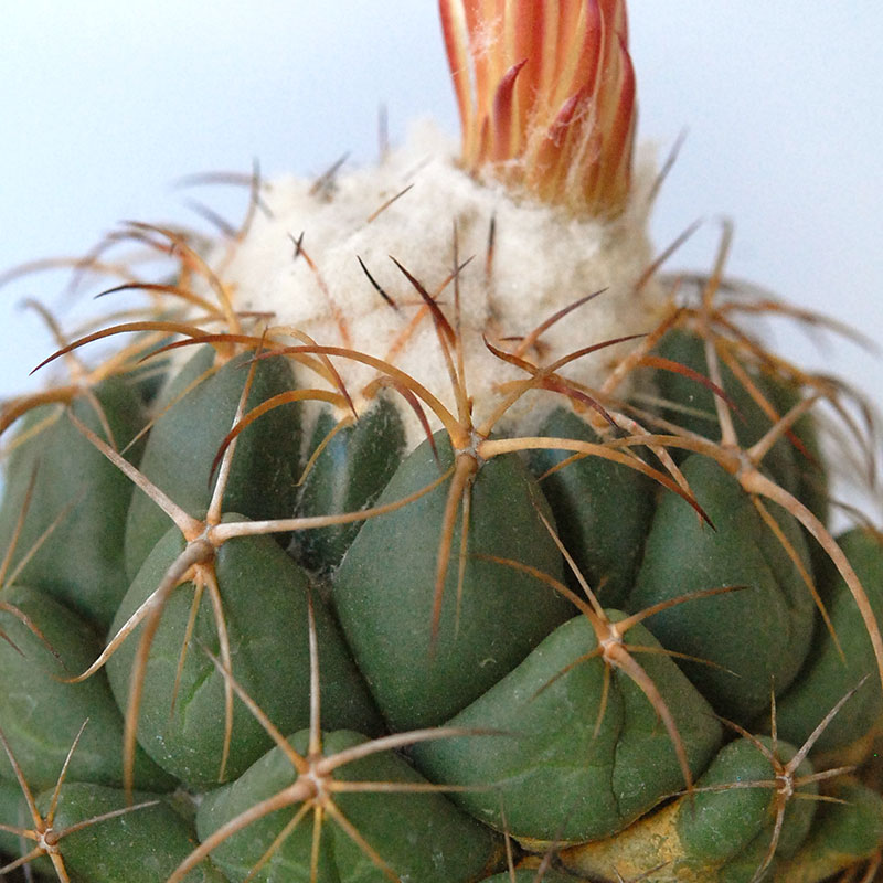 cactus x antique pot