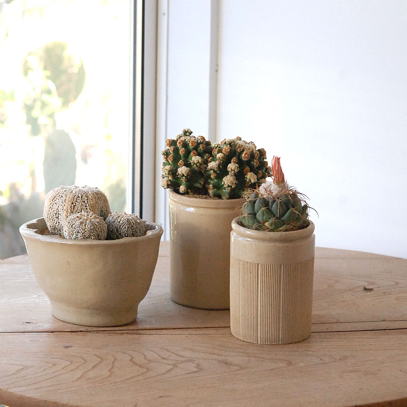 cactus x antique pot