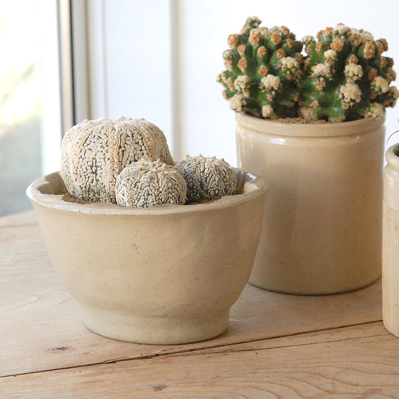 cactus x antique pot