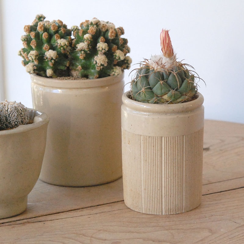 cactus x antique pot