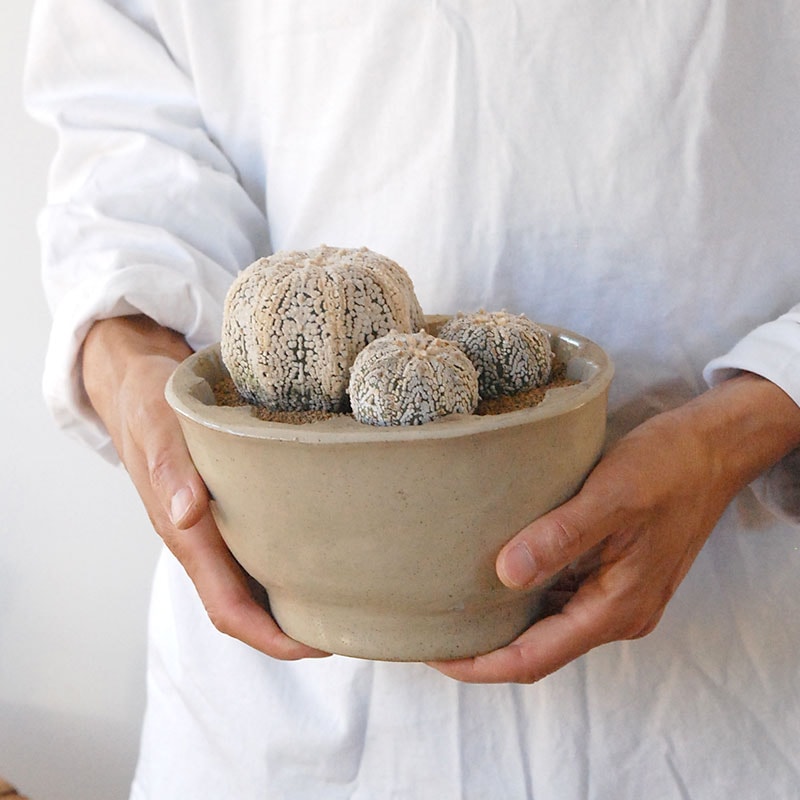 cactus x antique pot