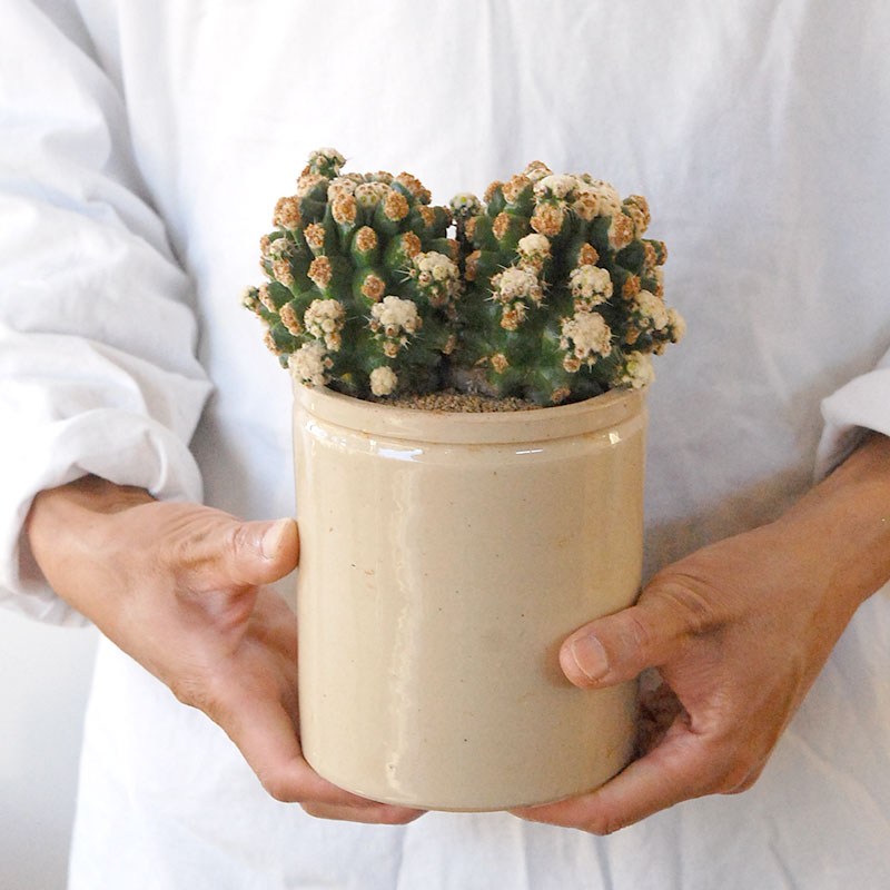 cactus x antique pot