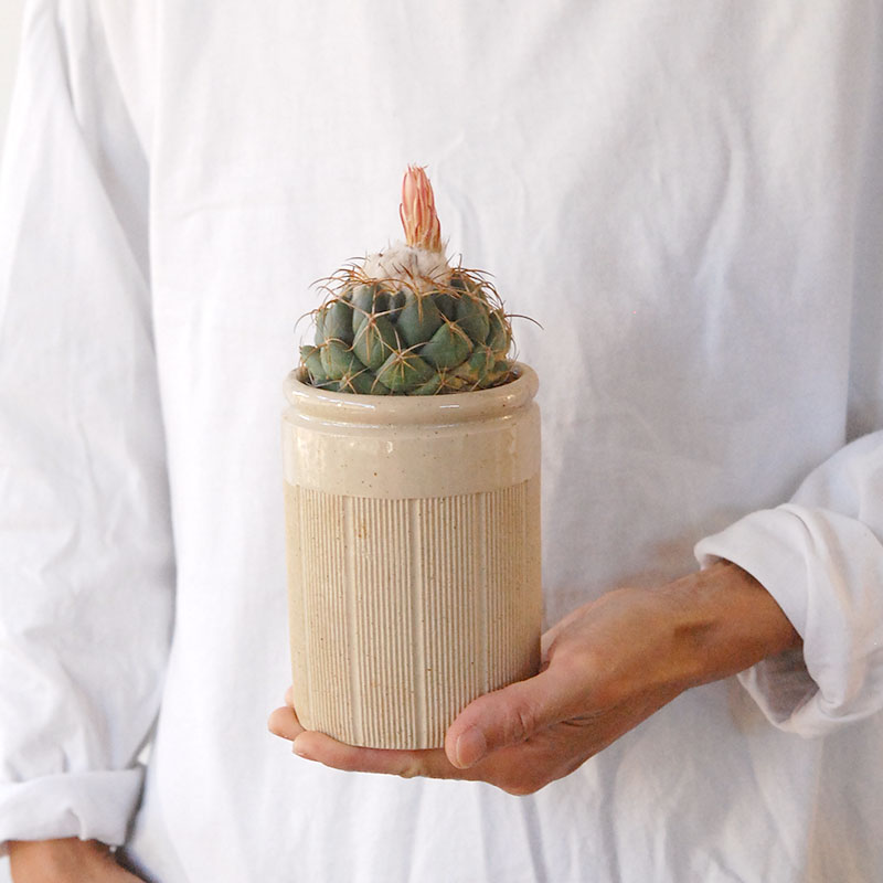cactus x antique pot