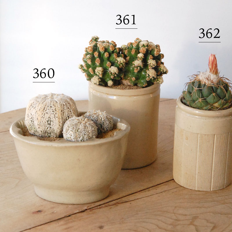 cactus x antique pot