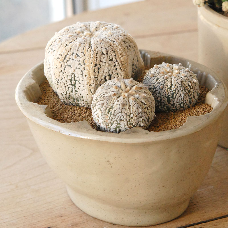 cactus x antique pot