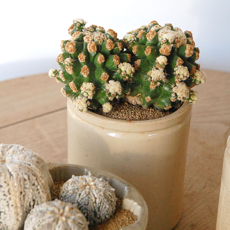 cactus x antique pot