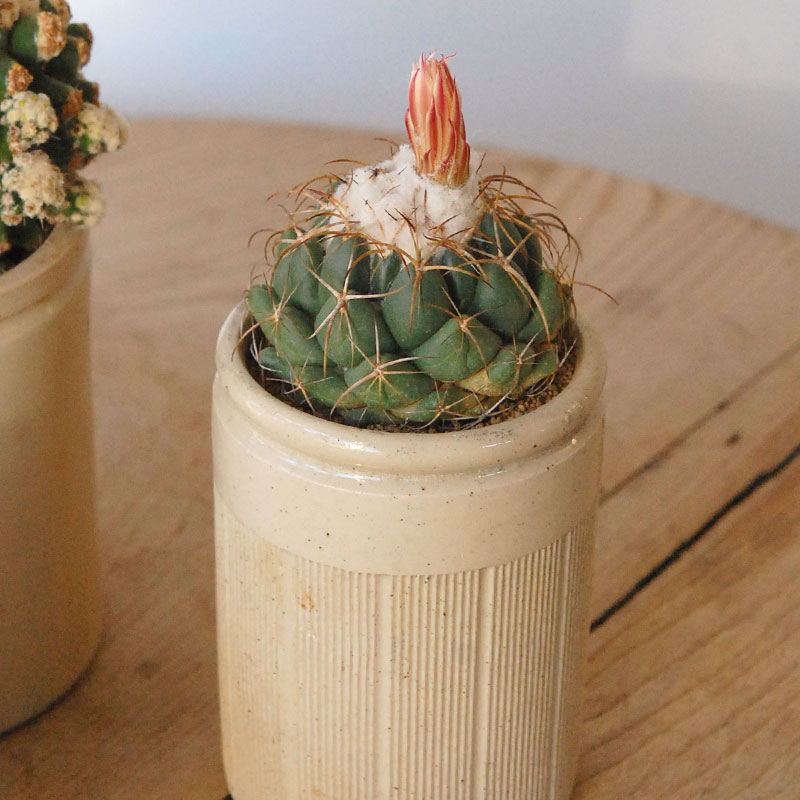 cactus x antique pot