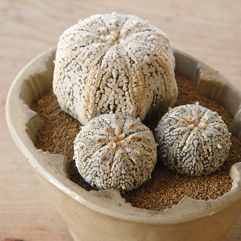 cactus x antique pot