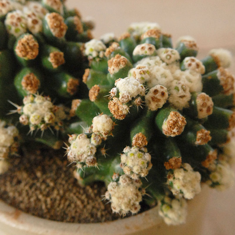 cactus x antique pot