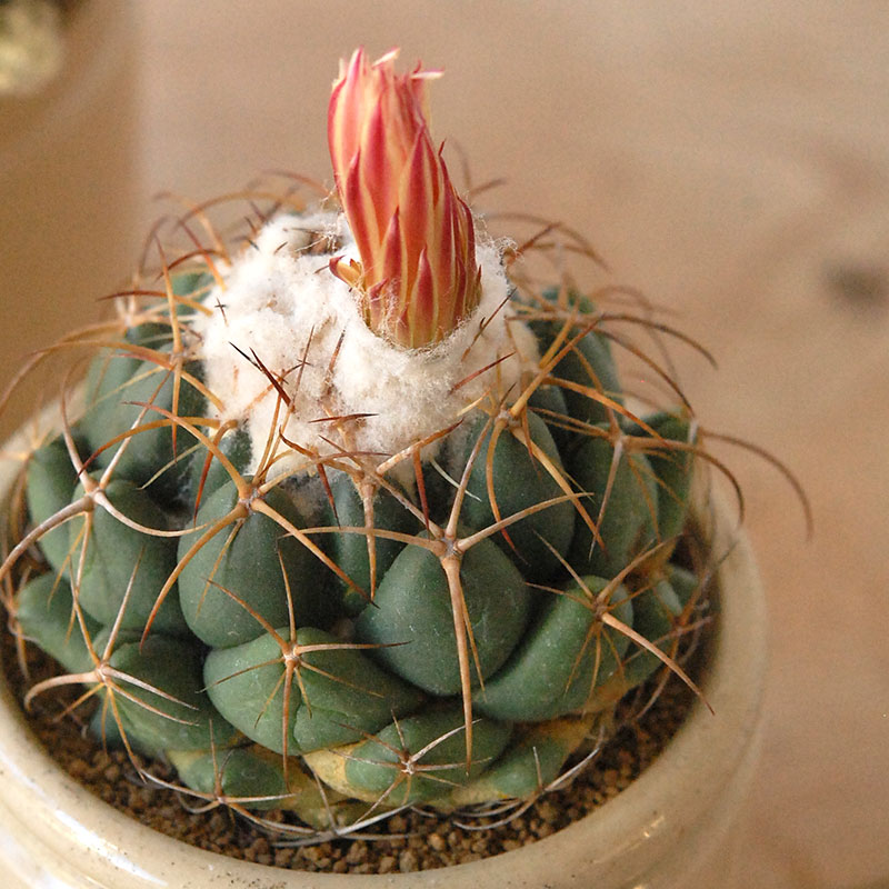 cactus x antique pot