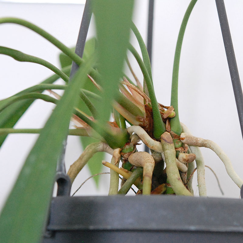 Anthuriium ビッタリフォリウム(プラスチックのハンギングの鉢)