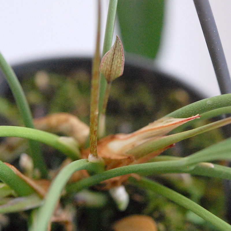 Anthuriium ビッタリフォリウム(プラスチックのハンギングの鉢)