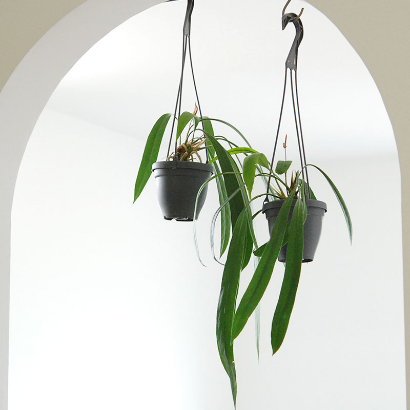 Anthuriium ビッタリフォリウム(プラスチックのハンギングの鉢)