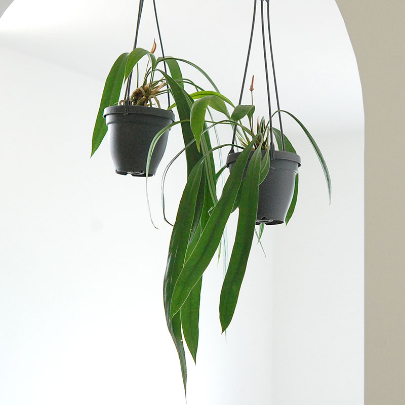 Anthuriium ビッタリフォリウム(プラスチックのハンギングの鉢)