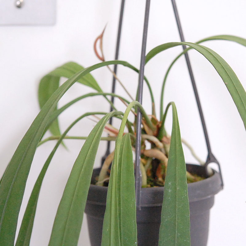 Anthuriium ビッタリフォリウム(プラスチックのハンギングの鉢)