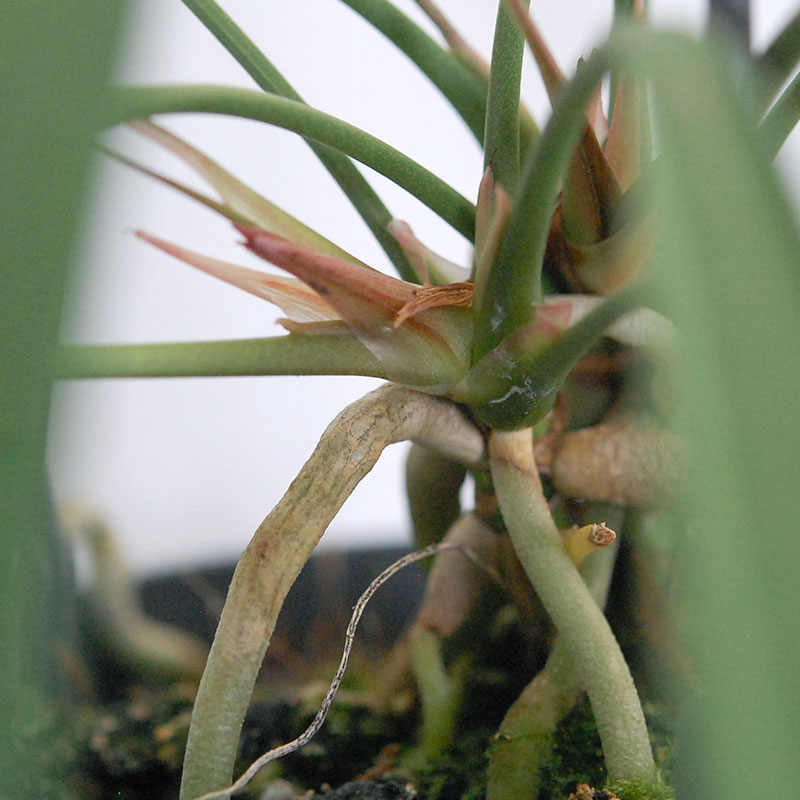 Anthuriium ビッタリフォリウム(プラスチックのハンギングの鉢)