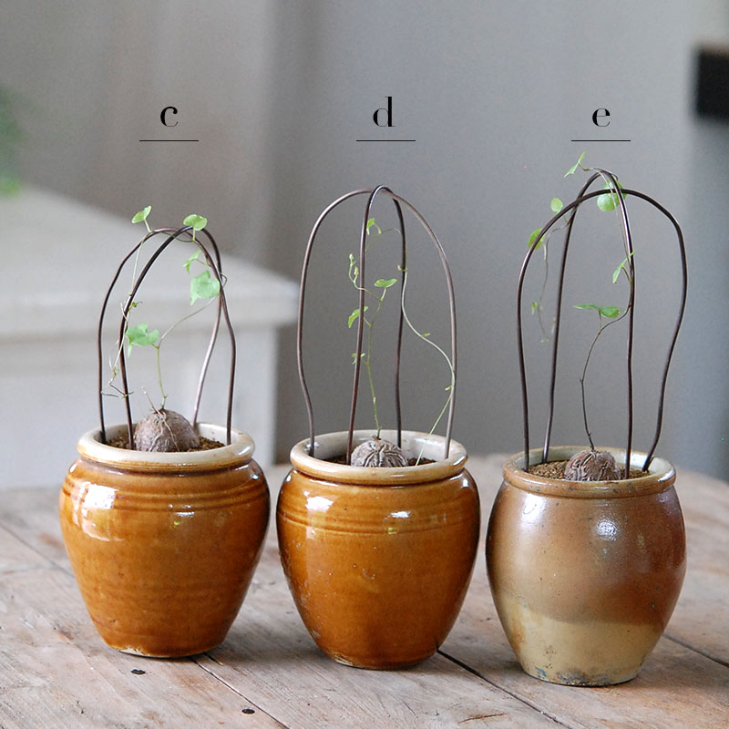 【新品未使用】OZWRT Spirit of Dioscorea 亀甲竜 精霊 親子 亀甲竜 GOD Dioscorea elephantipes #鶴仙園 #鶴仙園西武店