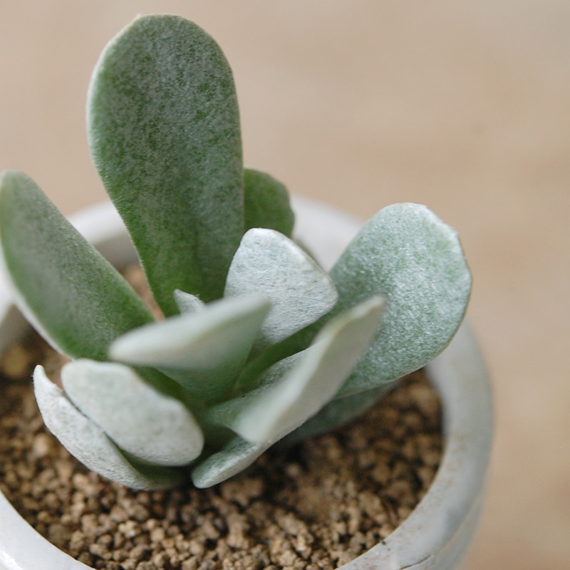 Senecio scaposus v. addoensis x antique イギリスジャー