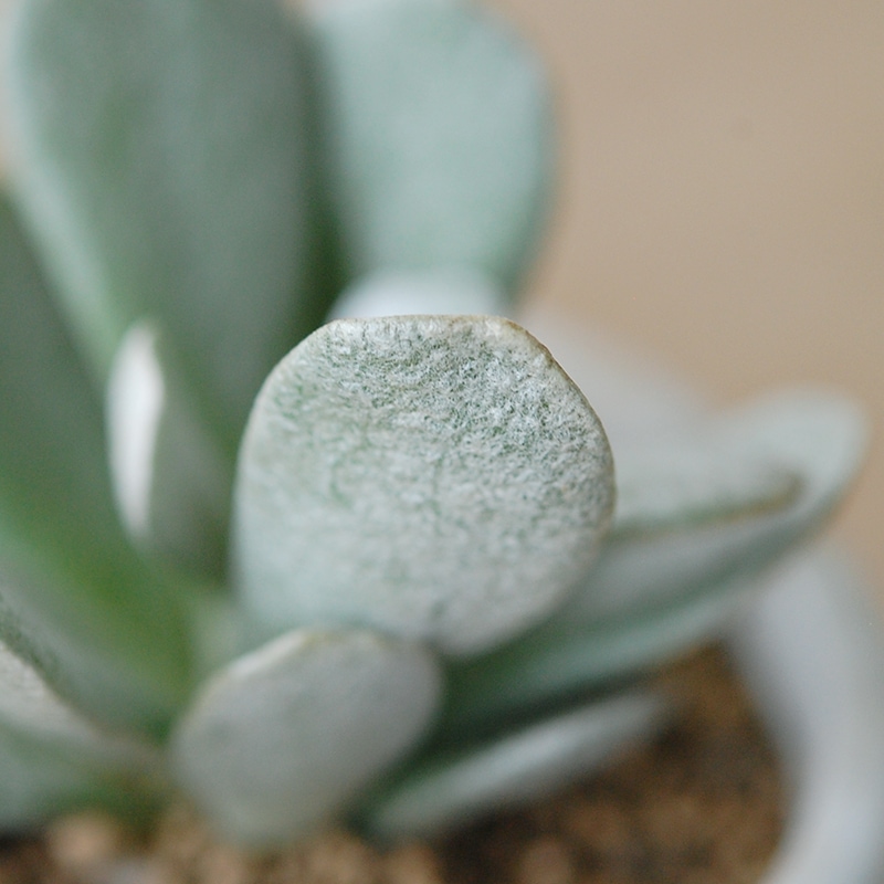 Senecio scaposus v. addoensis x antique イギリスジャー