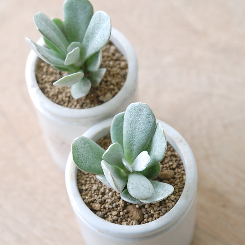 Senecio scaposus v. addoensis x antique イギリスジャー