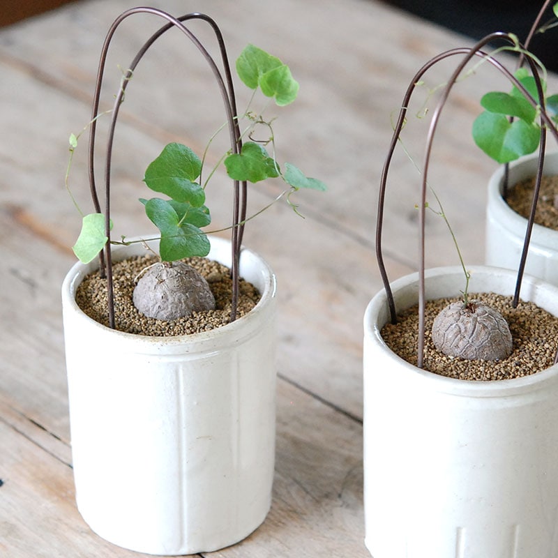 亀甲竜アフリカ激レア割目あり