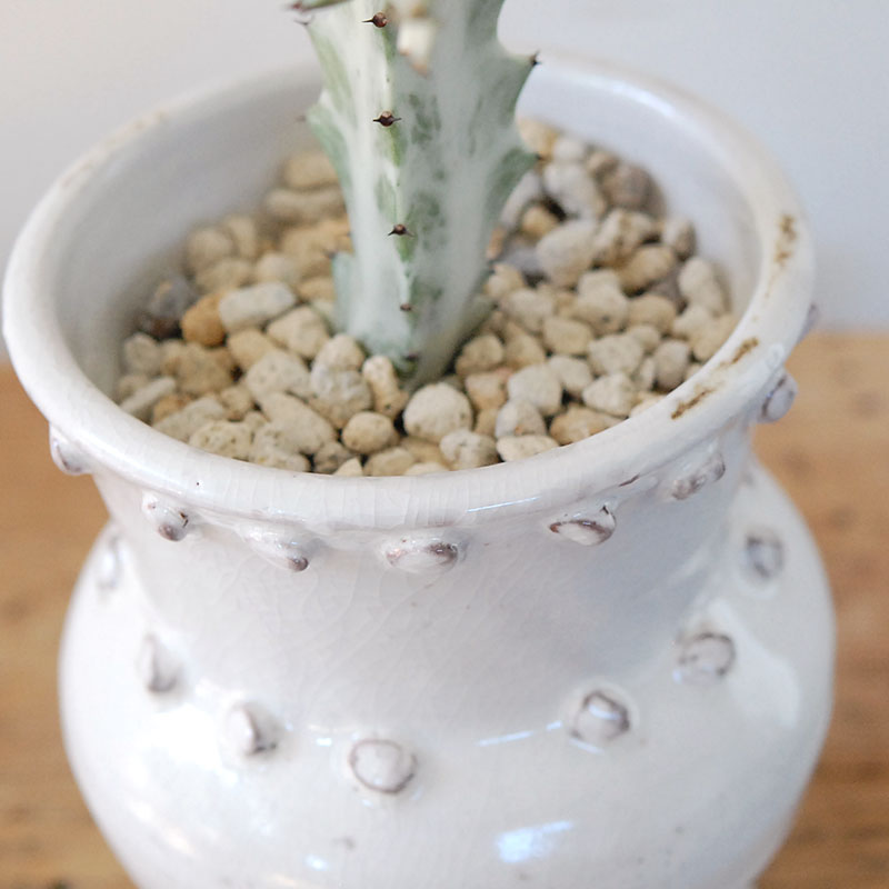 【送料無料】Euphorbia ホワイトゴースト x デコラポットL