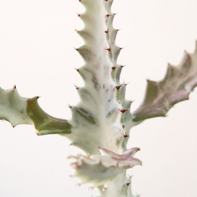 【送料無料】Euphorbia ホワイトゴースト x デコラポットL