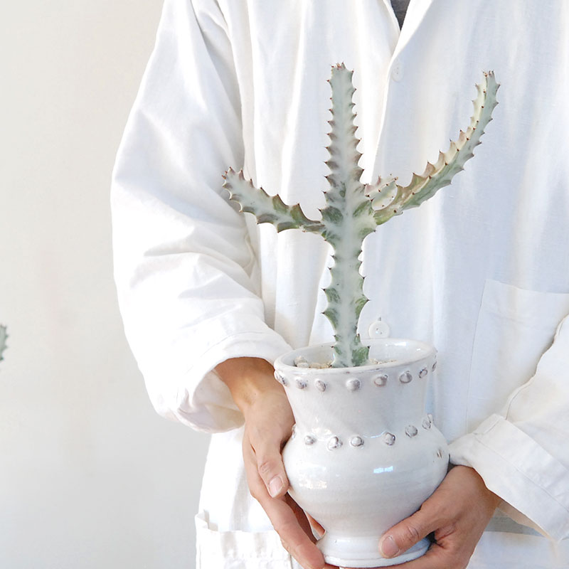 【送料無料】Euphorbia ホワイトゴースト x デコラポットL