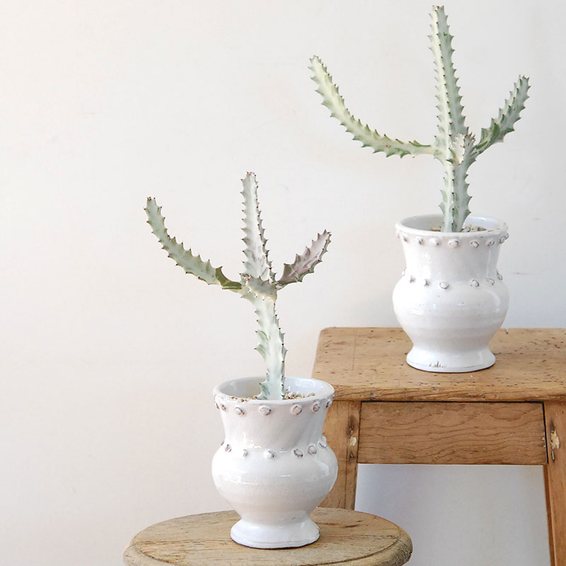 【送料無料】Euphorbia ホワイトゴースト x デコラポットL