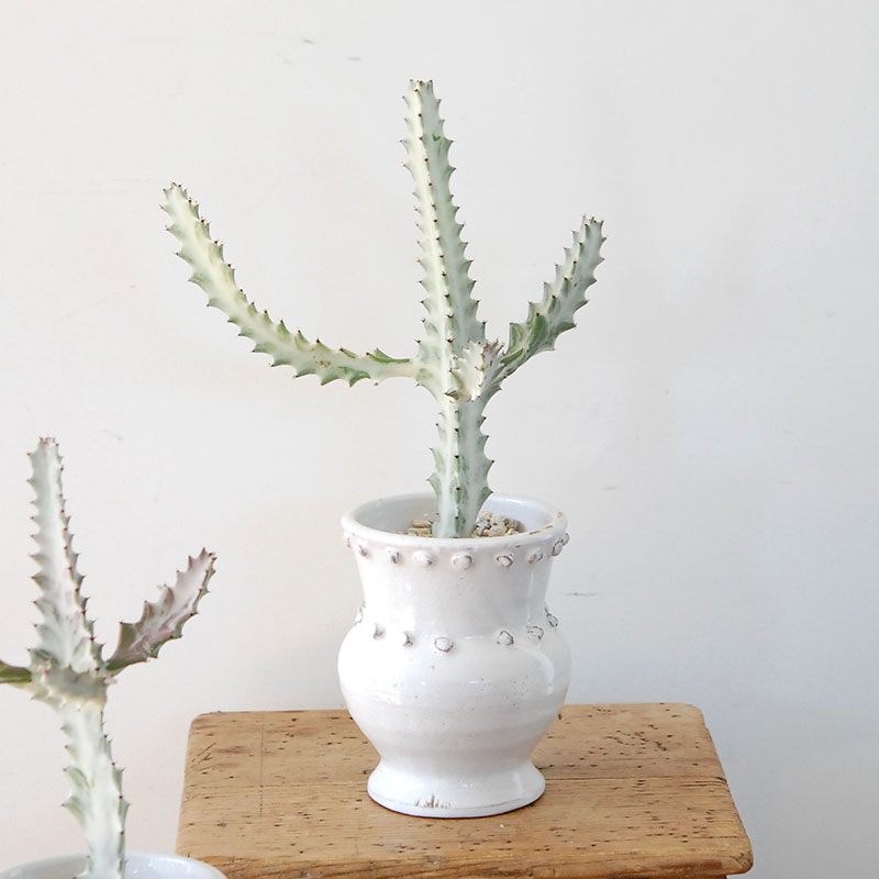 【送料無料】Euphorbia ホワイトゴースト x デコラポットL