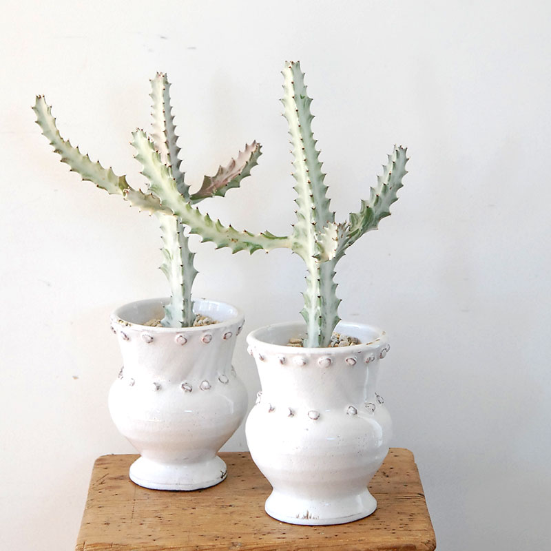 【送料無料】Euphorbia ホワイトゴースト x デコラポットL