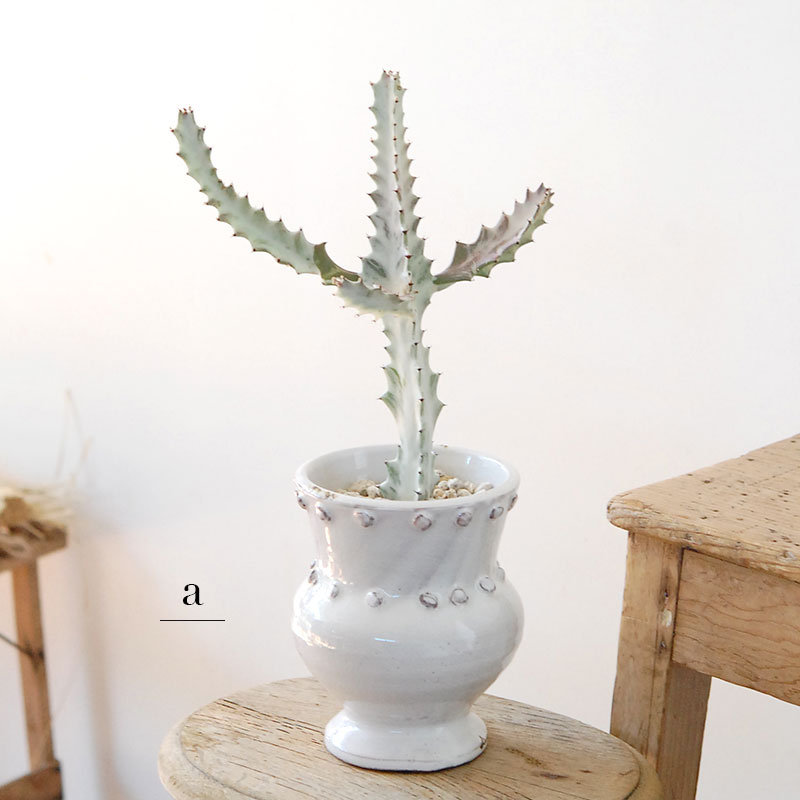 【送料無料】Euphorbia ホワイトゴースト x デコラポットL