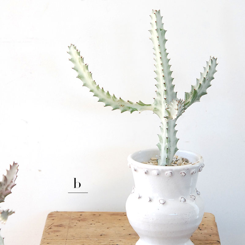 【送料無料】Euphorbia ホワイトゴースト x デコラポットL