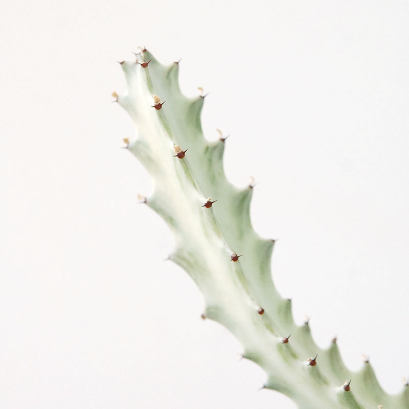 【送料無料】Euphorbia ホワイトゴースト x デコラポットL