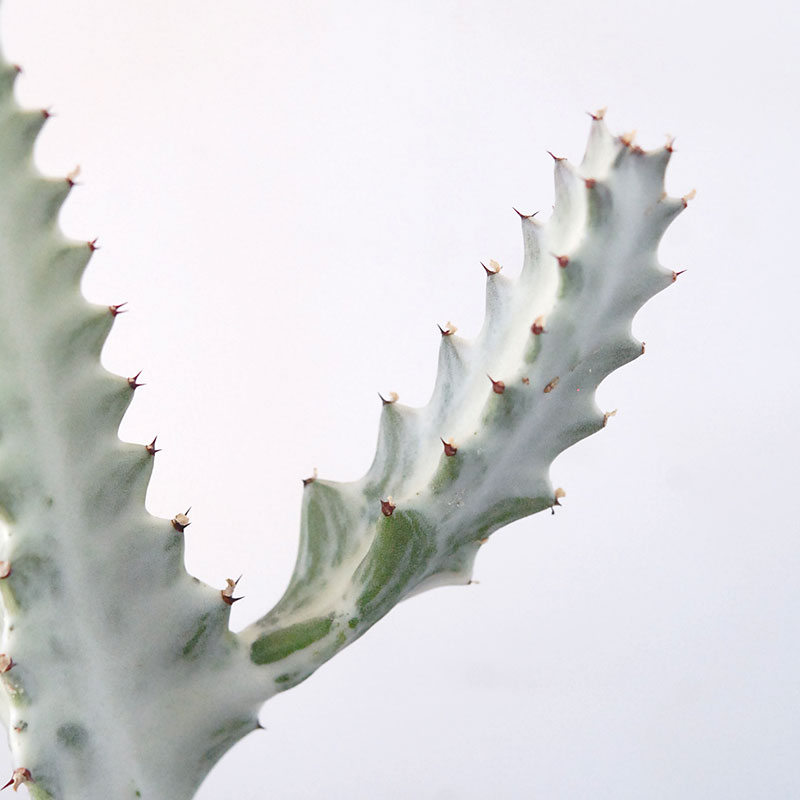 【送料無料】Euphorbia ホワイトゴースト x デコラポットL