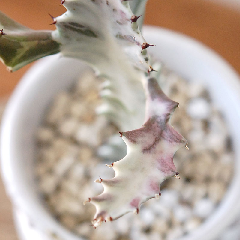 【送料無料】Euphorbia ホワイトゴースト x デコラポットL