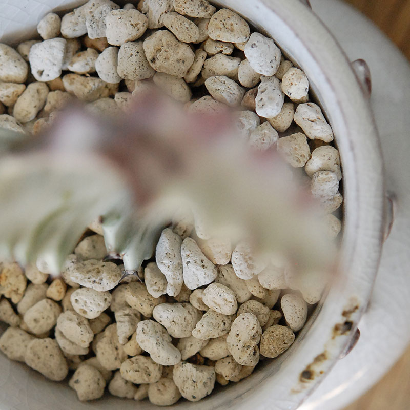 【送料無料】Euphorbia ホワイトゴースト x デコラポットL