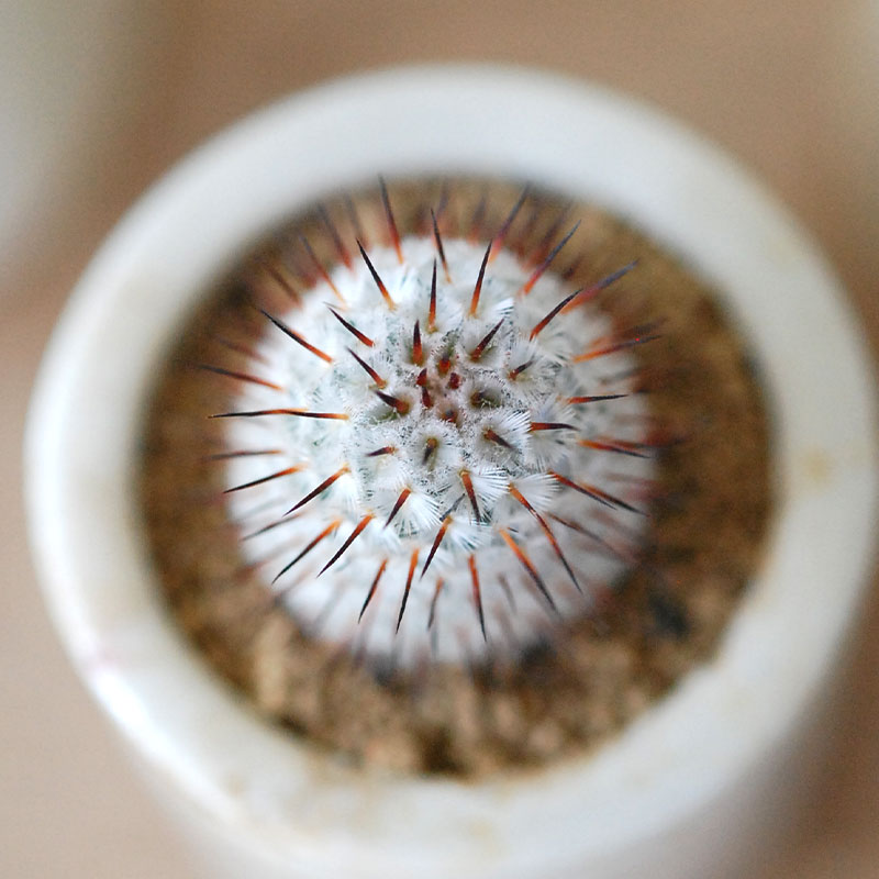 Mammillaria ペレツデラローサエ アンダーソニア