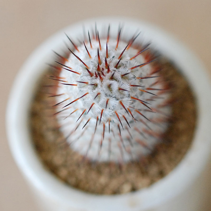 Mammillaria ペレツデラローサエ アンダーソニア