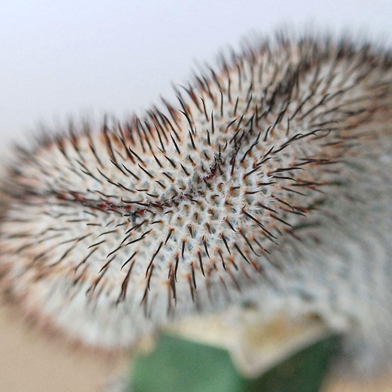 Mammillaria ペレツデラローサエ アンダーソニア