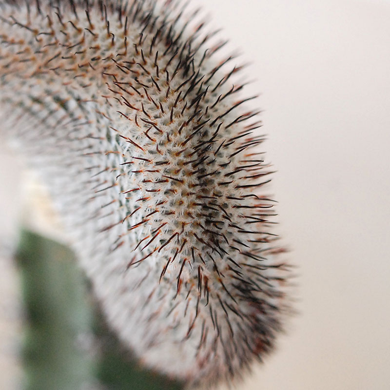 Mammillaria ペレツデラローサエ アンダーソニア