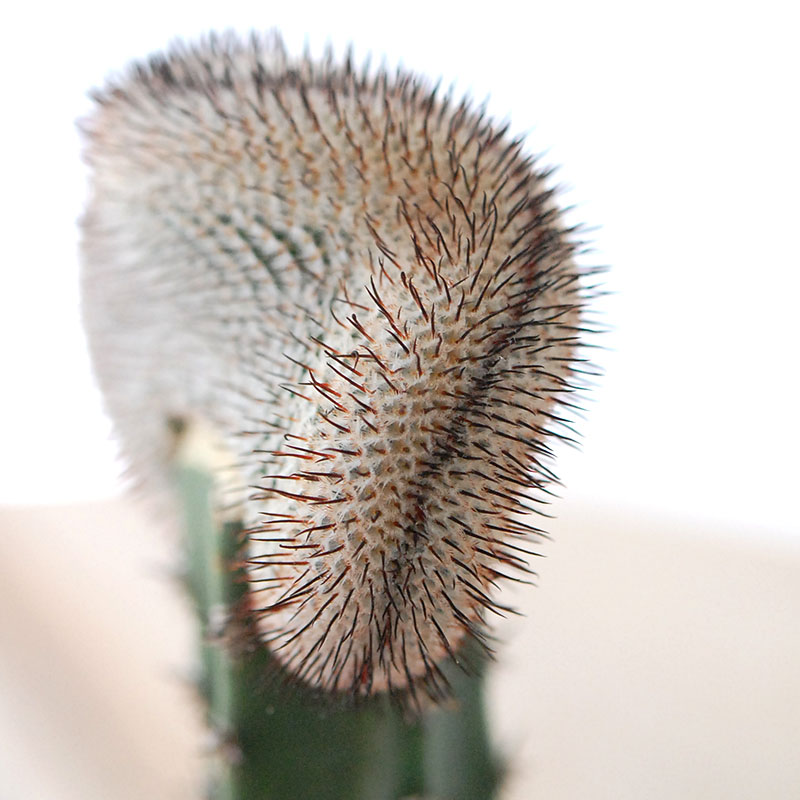 Mammillaria ペレツデラローサエ アンダーソニア