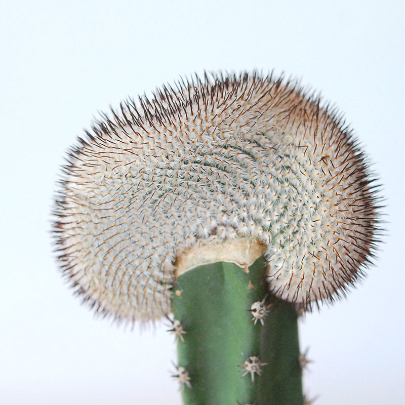 Mammillaria ペレツデラローサエ アンダーソニア