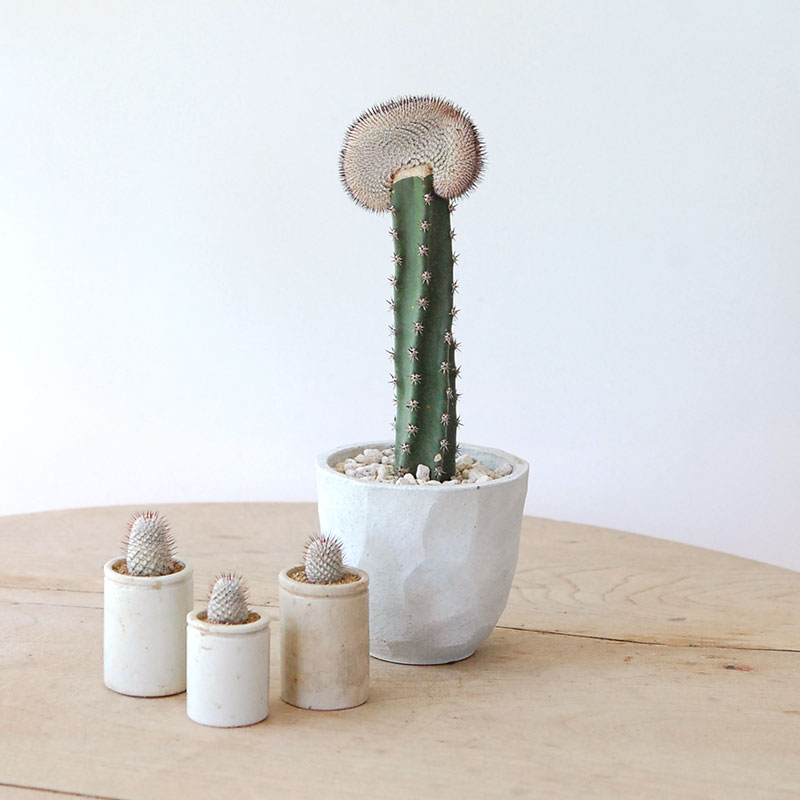 Mammillaria ペレツデラローサエ アンダーソニア