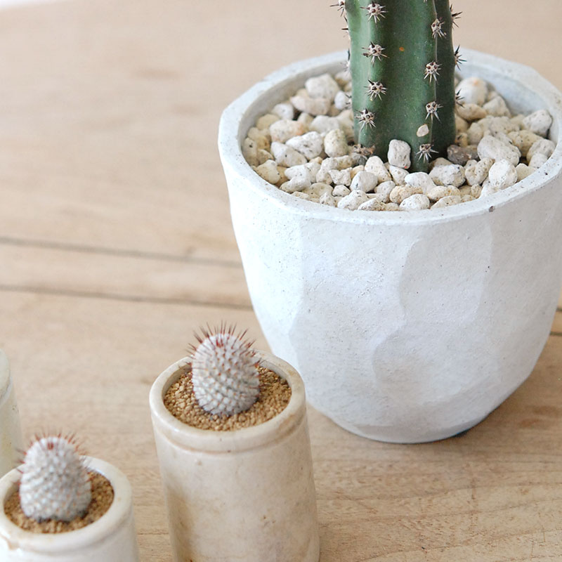 Mammillaria ペレツデラローサエ アンダーソニア