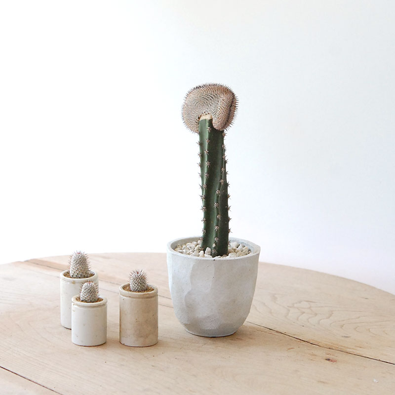 Mammillaria ペレツデラローサエ アンダーソニア